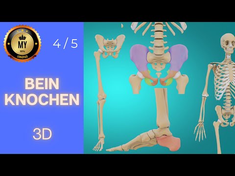 3D-Anatomie der Knochen des unteren Extremitäten