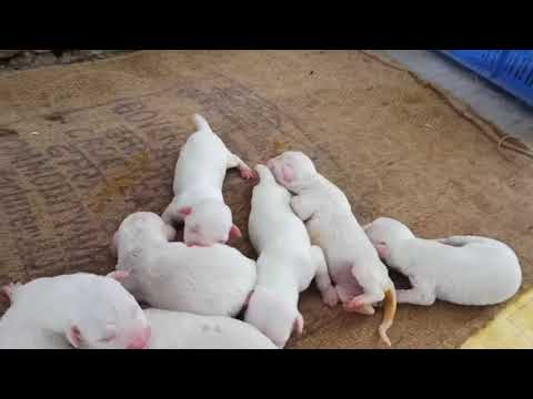 gultair dog  puppies  for sale pure white 5  days puppies