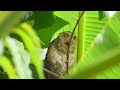 Indian Scops Owl Encounters Up Close With The King Of The Night Deepakvermabundi