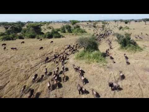 Serengeti wildebeest migration Safaribook with Paradise&Wilderness