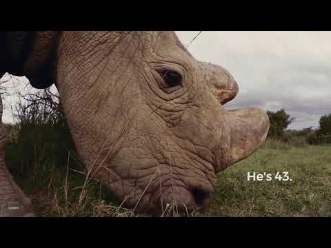Still frame from The Most Eligible Bachelor in the World (Ol Pejeta Conservancy (with Tinder), 2017)