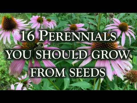 16 Perennial flowers you should grow from seeds. This is why!