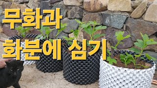 올해 수확가능. 무화과 화분에 심는방법 010-4046-8585 (Ai가 만든 노래)