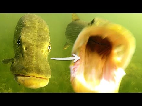 TOP 5 Pike Attacks ! The Best Underwater Fishing Compilation !