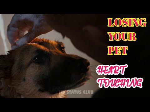Losing Your Pet  Very Sad moment  Heart touching  #short