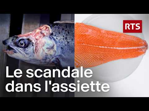 Saumon d’élevage : ce que l'industrie nous cache | RTS