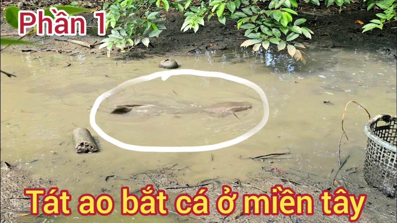 34 liters. Draining the pond, over 100 kg of fish caught, hands tired. Part 1