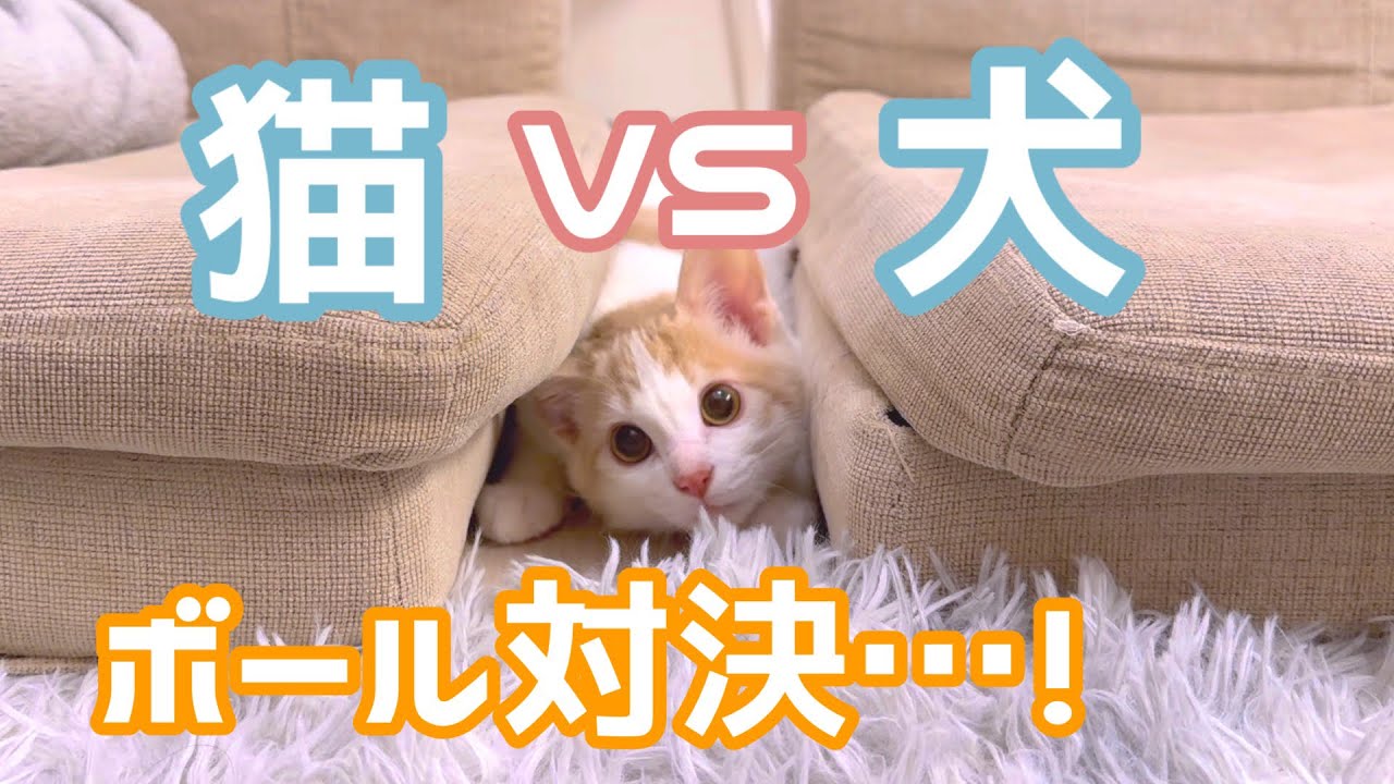 自分を犬だと思っている猫さん…！