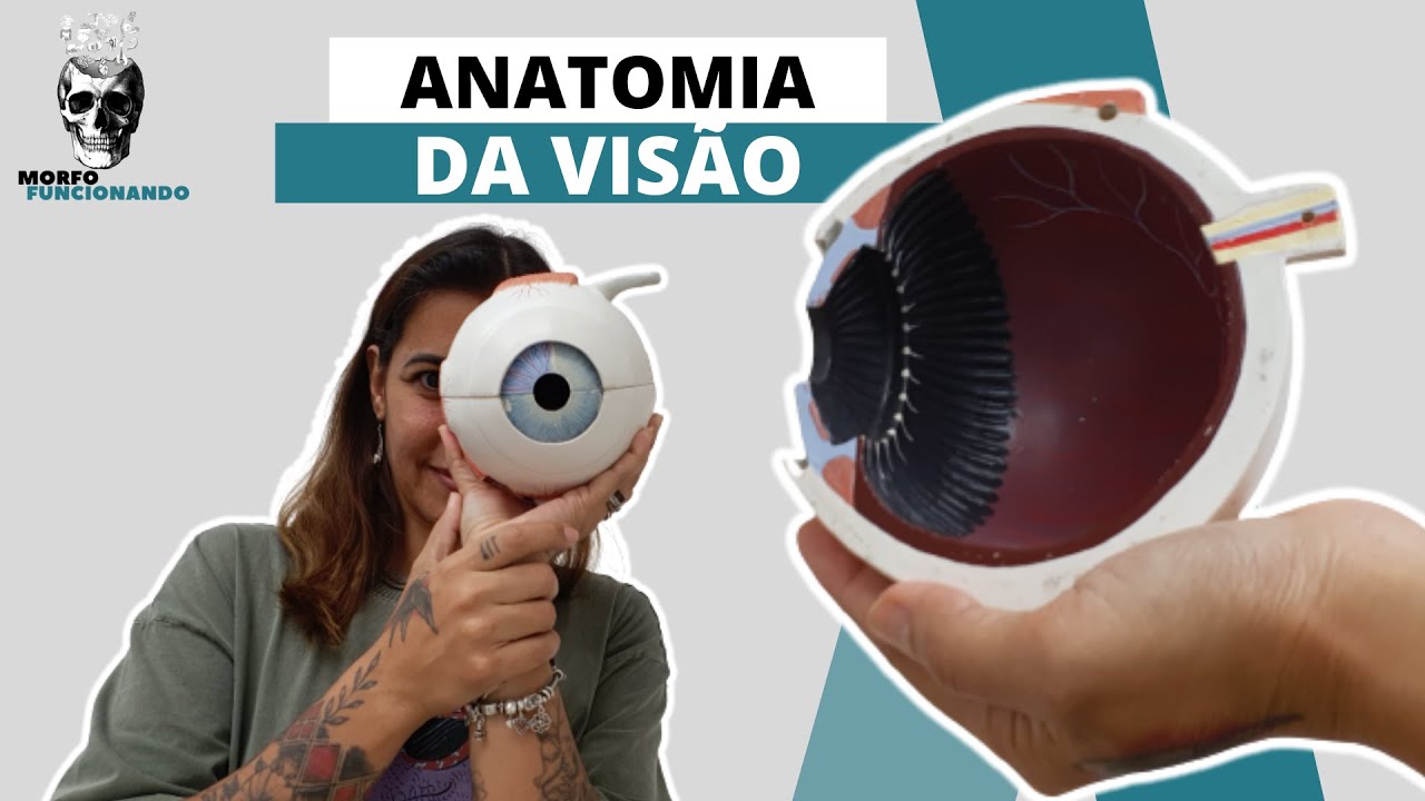 SENTIDOS ESPECIAIS - VISÃO - ÓRBITA, BULBO DO OLHO, M.M. EXTRÍNSECOS, INERVAÇÃO E VIA VISUAL #11