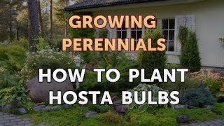 How to Plant Hosta Bulbs