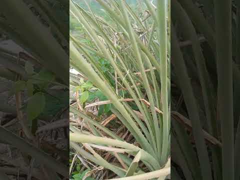 Cariús Ceará Brasil!!!,plantas da Macambira.