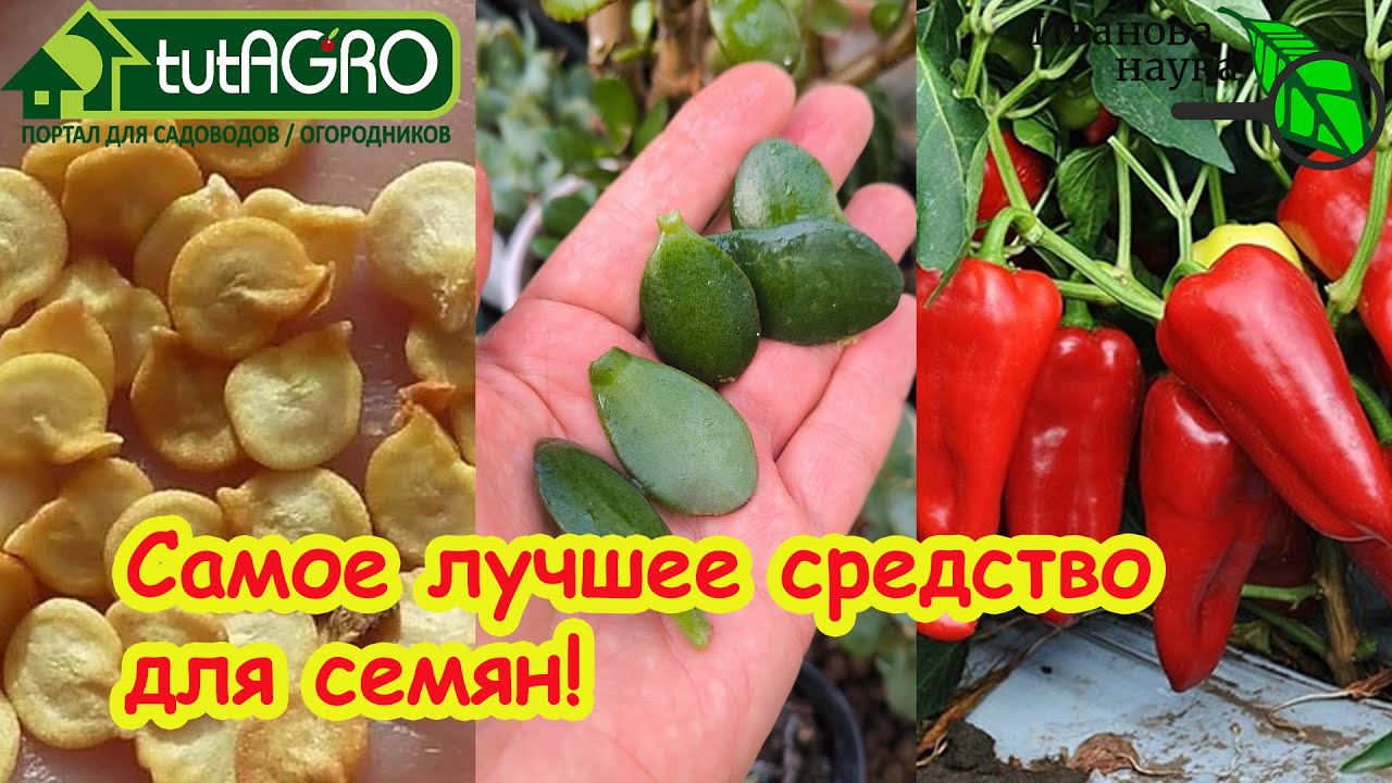 Торпеда для СЕМЯН СВОИМИ РУКАМИ: взрыв прорастания! Как разбудить любые семе