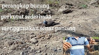 Download lagu Turtle dove trap using fishing line mp3