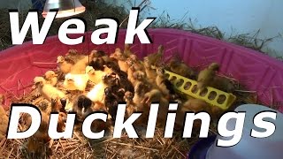 Ducklings Get To Free Range Today #57 Hatching Duck & Goose Eggs