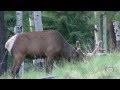 AZ Elk Video Bull Shizz