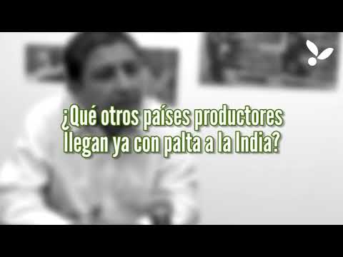 Exportación de la palta a la India.