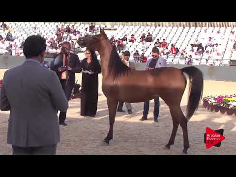 N.117 MUGHEERAT AL MUHAYDIB - Asharqia Classic 2018