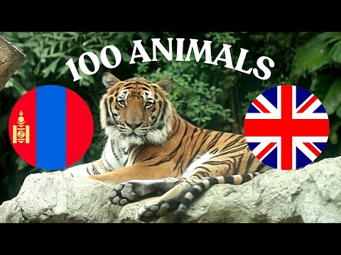 100 Animals in English and Mongolian!