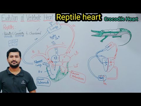 Reptile heart | Crocodile Heart | Evolution of vertebrate Heart | Fsc Biology class 11