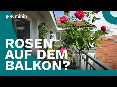 Rosen auf dem Balkon? So klappt’s auch ohne Garten