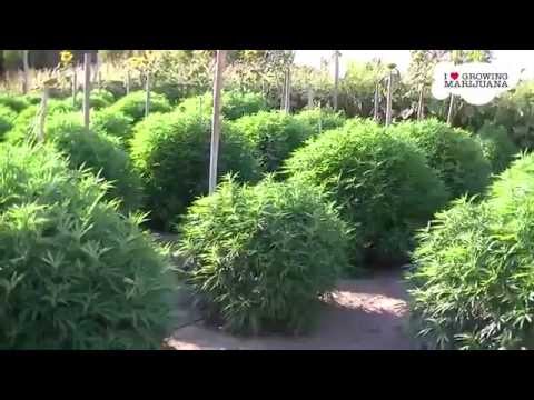 I Love Growing Marajuana