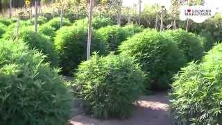 How To Grow Marijuana In Your Backyard