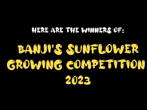 Banji Alexander's Sunflower Competition Winners 2023!