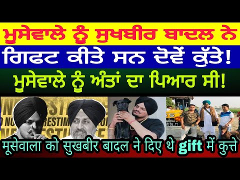 moosewala latest news | moosewala nu sukhbir badal ne gift kittay si dogs | ਬਾਦਲ ਨੇ ਦਿੱਤੇ ਸੀ ਕੁੱਤੇ