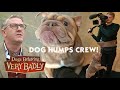 Help Stop My Dog Humping Dogs Behaving Very Badly