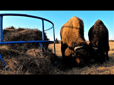 Bison Battle for Hay | Installing Bison Water System