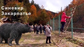 МЕДВЕДИ НА ЗАКАРПАТЬЕ Центр реабилитации Синевир SkyVlad Влог із Закарпаття