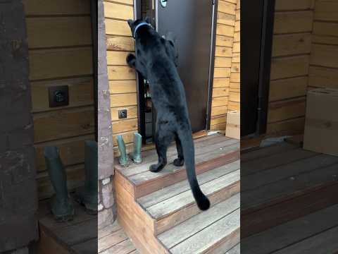 Panther decides when to go home 😂