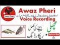 Machli Bachne Ki Full Recording Awaz Pheri