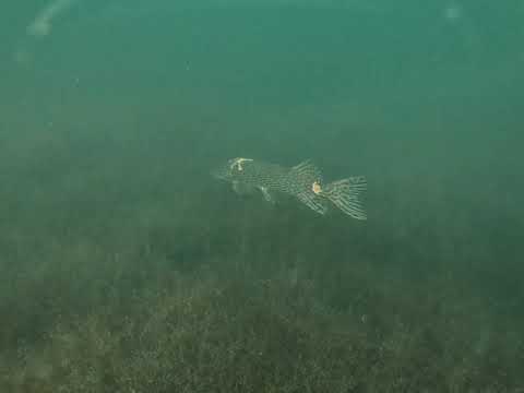 Diving@ de gavers harelbeke