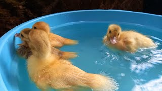 Ketika Menemukan 4 Bebek Bebek Lucu Melompat & Berenang Minum Air Dikolam Warna Warni Pelangi