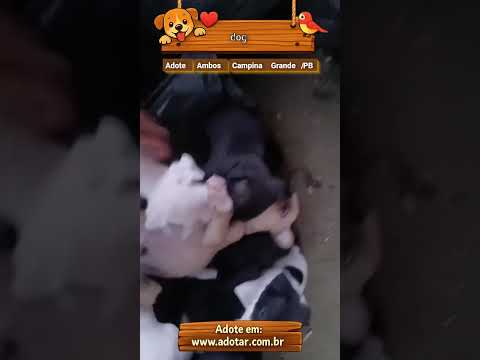 Vídeo de dog