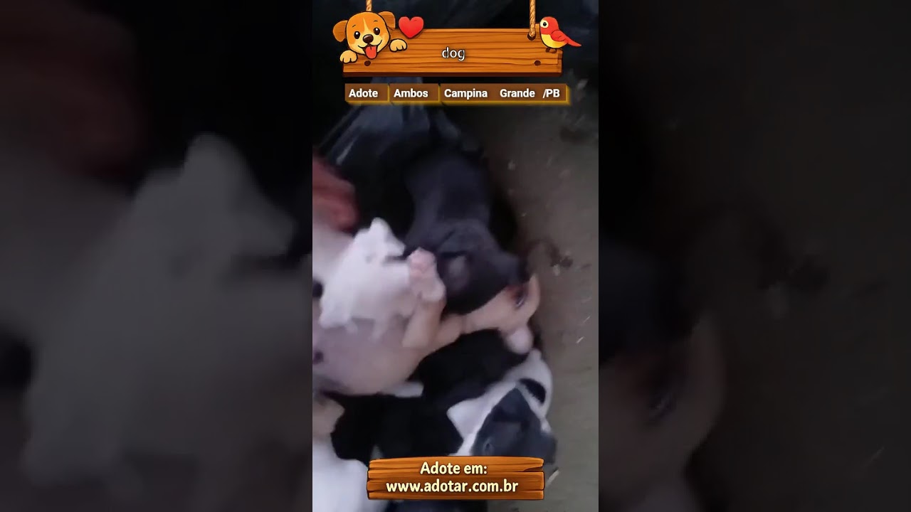 Cachorro raça Labrador idade 2 a 6 meses nome dog