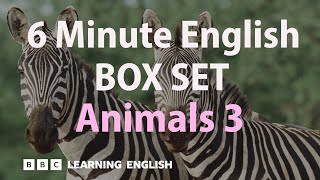 BOX SET: 6 Minute English - 'Animals 3' English mega-class! 30 minutes of new vocab!