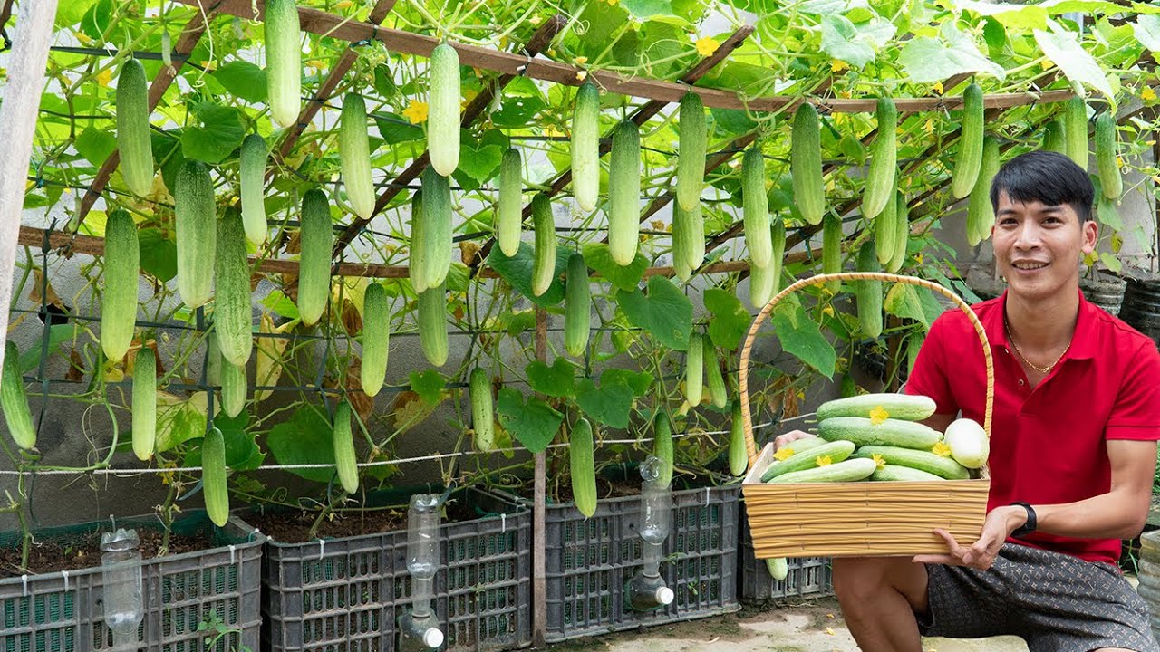 How I grew a garden of super-fruitful cucumbers