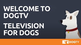 DOGTV: Lifetime Subscription