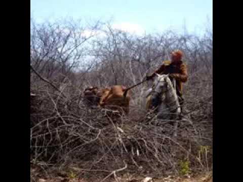 toada da vaca juruti