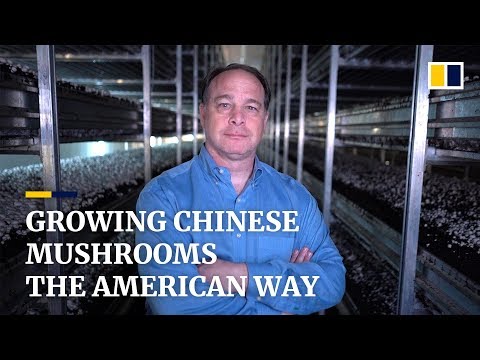 O americano ensinando a China a cultivar cogumelos