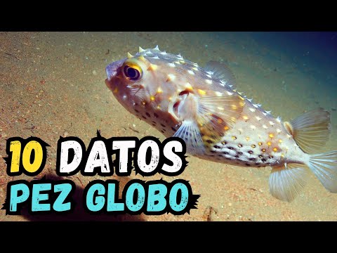 10 Datos Curiosos del Pez globo - ¿Es tan peligroso como cuentan?