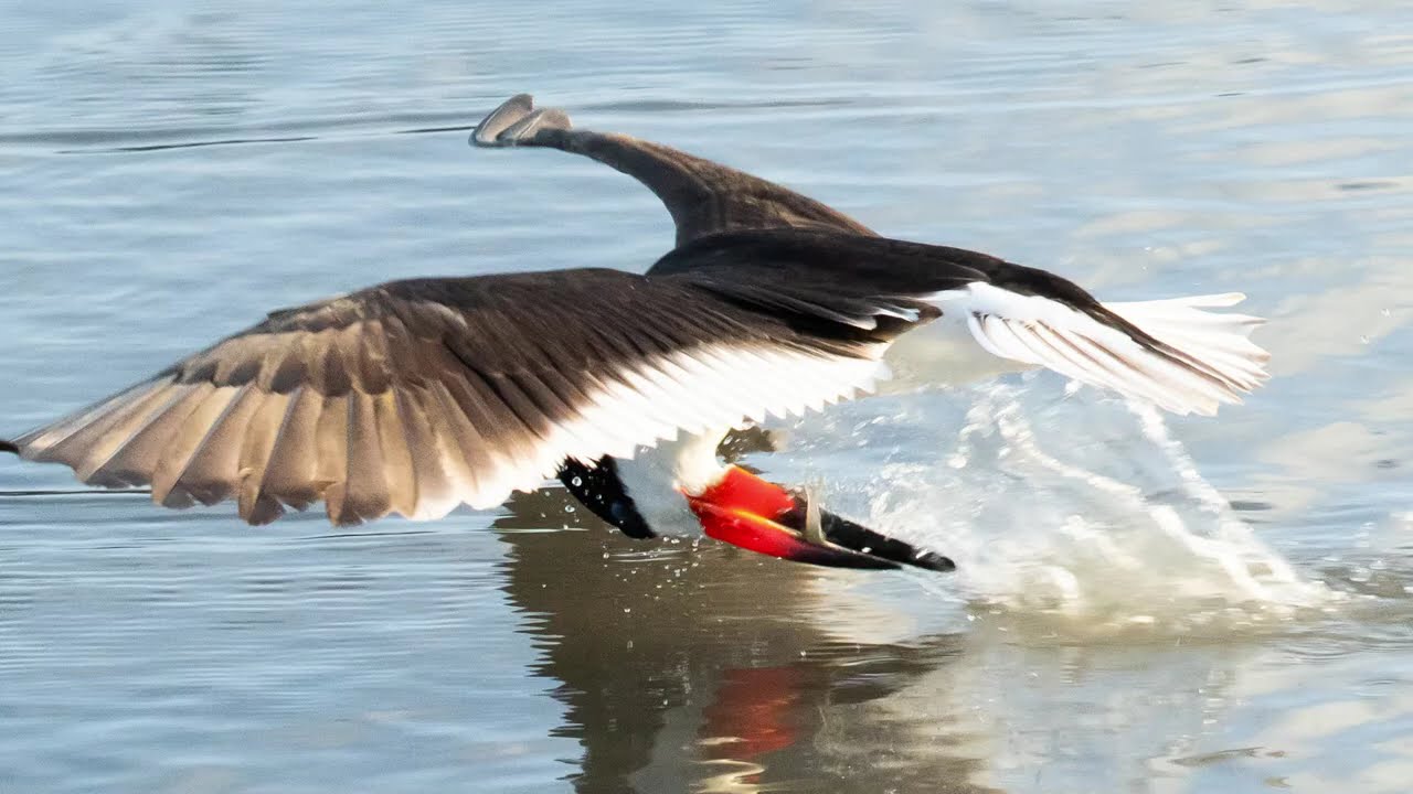 Black Skimmer