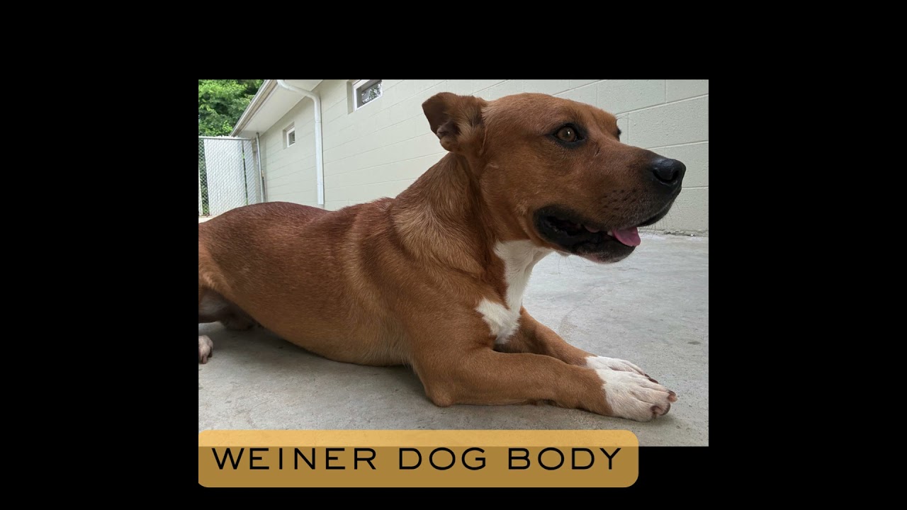 Enlarge ROCCO, a Adoptable mixed breed in Athens, AL video 6/6