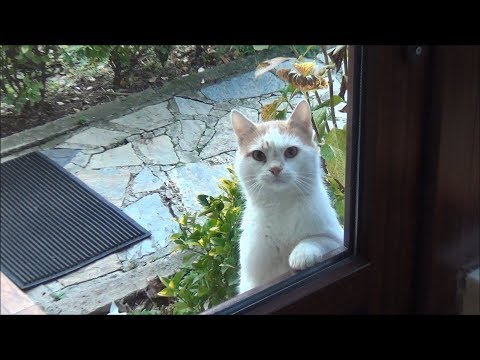 Cat asking for food by staring Video