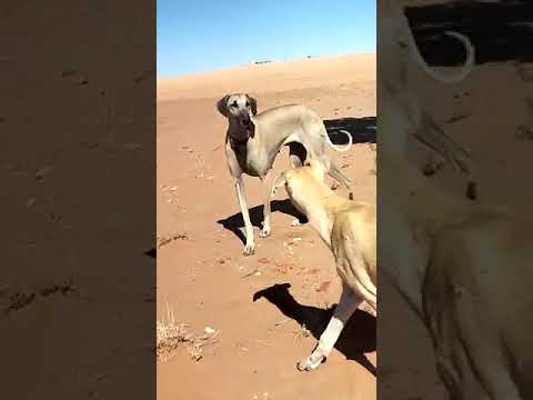 الجيل الصاعد . سلاق أصيلة Generation 2021 pure algerian sloughi