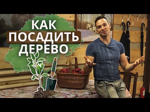 Что сажать на участке? | Правильная посадка деревьев