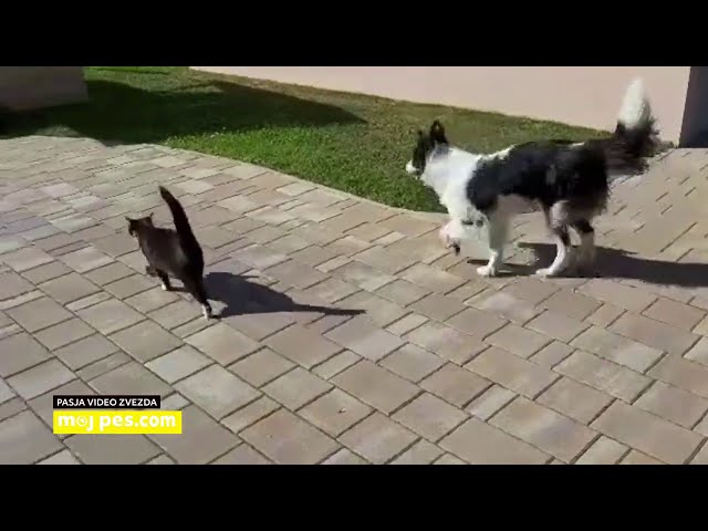 Sky & Tačka – Video natečaj 2020 – Revija Moj Pes #Sky #Tačka #MojPes