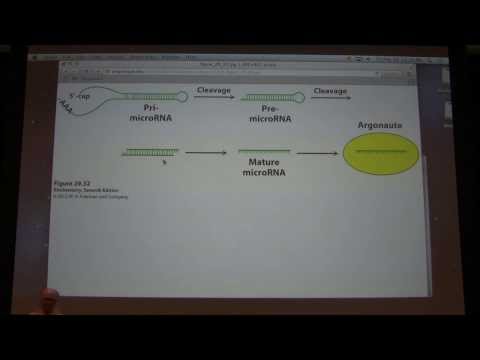 46.  Kevin Ahern's Biochemistry - Transcription III